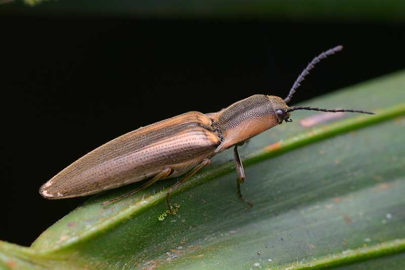 Una imagen horizontal de primer plano de un escarabajo de clic adulto descansando sobre una hoja representada en un fondo oscuro.