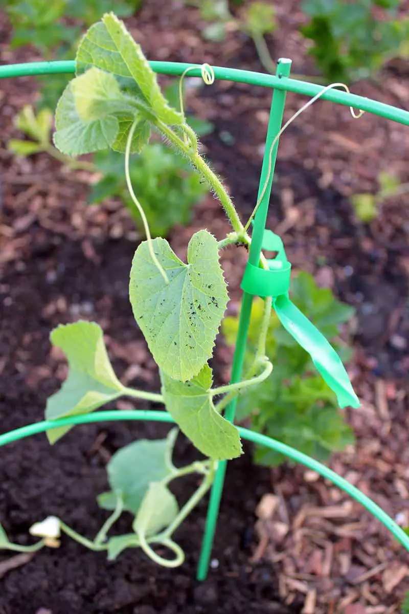 Una imagen de primer plano vertical de una pequeña planta de melón entrenada en una jaula de tomate de metal verde, atada con una cuerda verde.  En el fondo está el suelo y el mantillo en un enfoque suave.