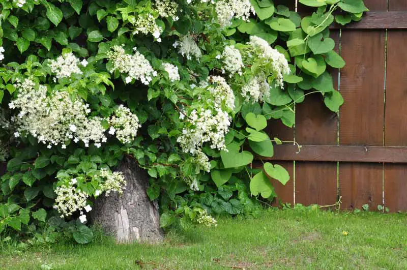 Una imagen horizontal de primer plano de una hortensia trepadora que crece en el patio trasero con una valla de madera en el fondo.
