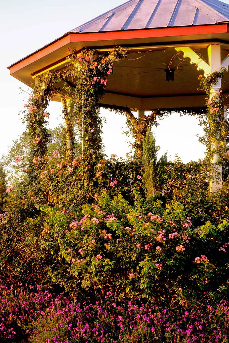 Una imagen vertical de un cenador de jardín cubierto de diferentes enredaderas en flor.