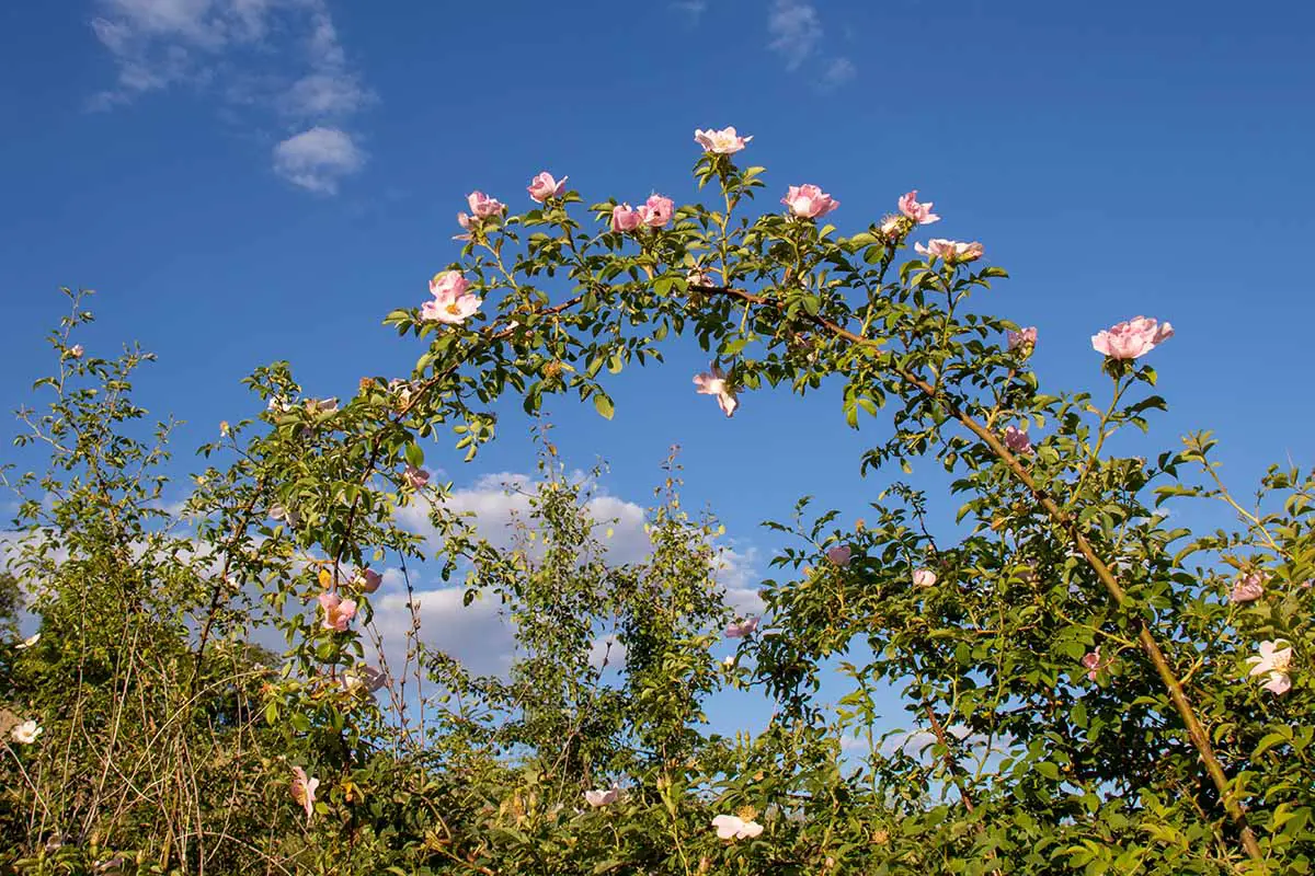 Una imagen horizontal de una gran rosa trepadora con flores rosas en un fondo de cielo azul.