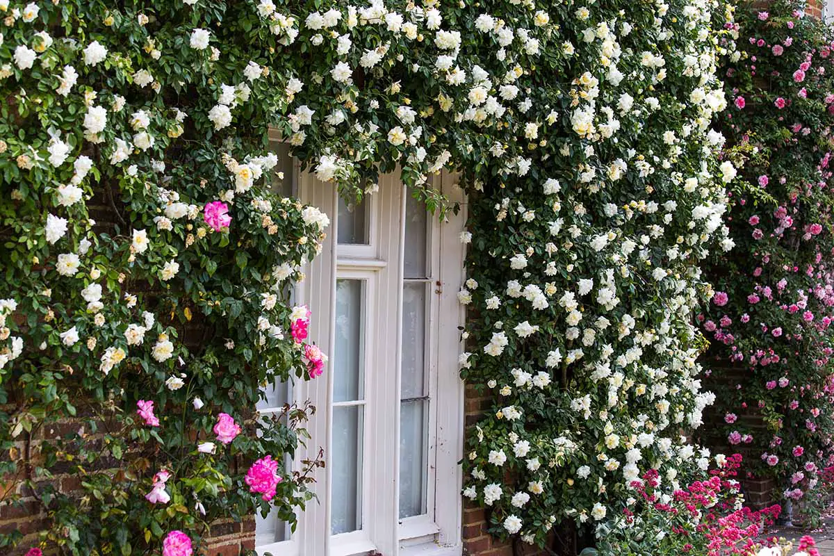 Una imagen horizontal de cerca de una ventana rodeada de rosas trepadoras.