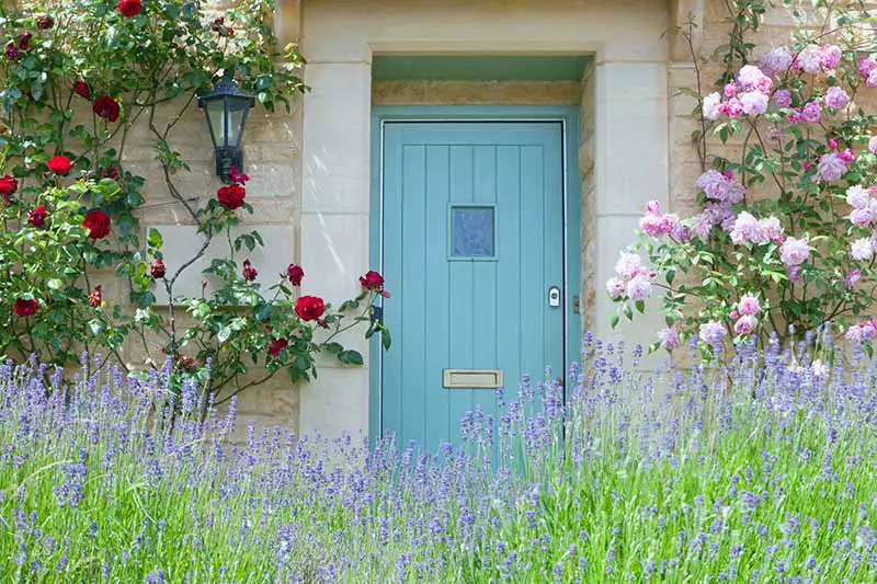 Una imagen horizontal de una puerta de entrada azul huevo de pato en una casa de piedra flanqueada por rosas trepadoras con flores de color púrpura en primer plano.