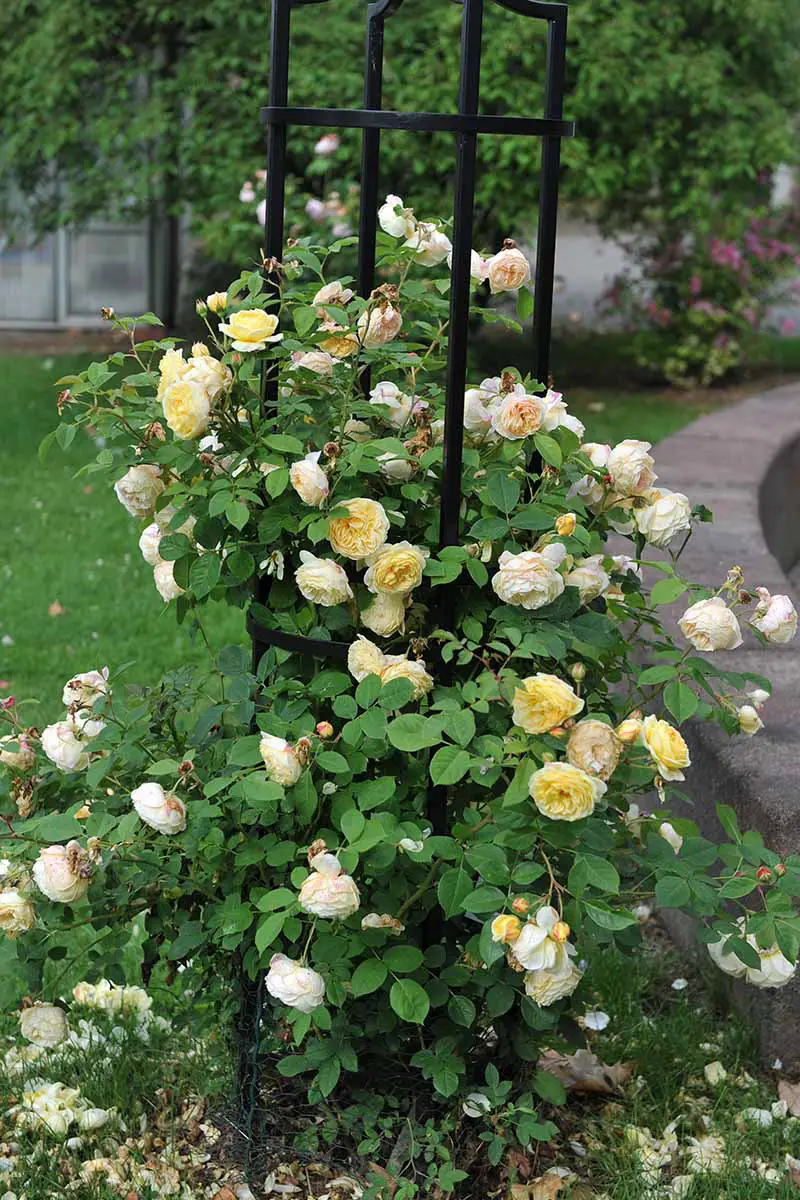 Una imagen vertical de primer plano de un arbusto de rosas amarillas que sube por un soporte metálico.