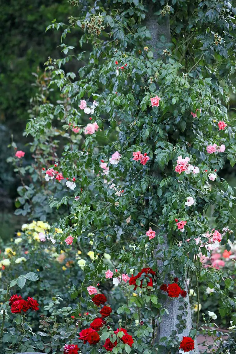 Una imagen vertical de primer plano de un arbusto de rosas trepando por un árbol, cubierto de flores rosas, blancas y rojas, fotografiado en un fondo de enfoque suave.