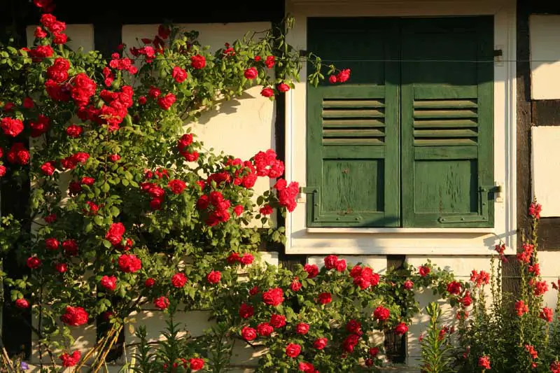 Las rosas trepadoras rojas acentúan este edificio anexo de estilo Tudor, junto a una ventana con contraventanas verdes.