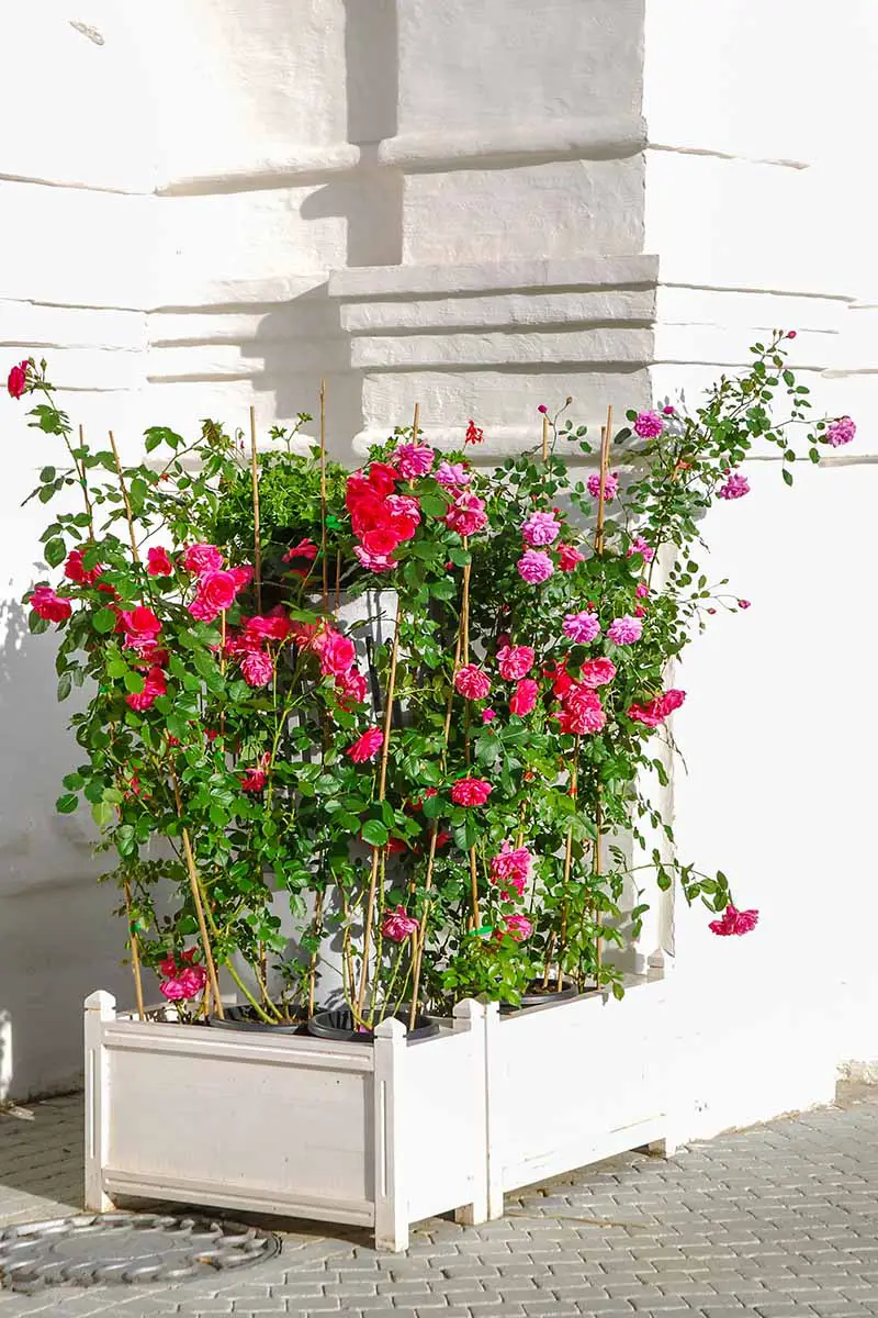 Una imagen vertical de primer plano de rosas trepadoras rojas y rosas que crecen en macetas de madera junto a una pared blanca.