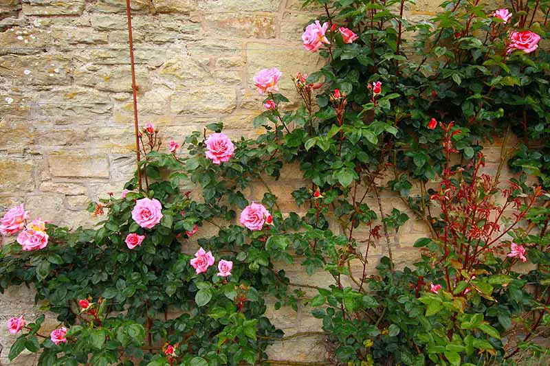 Una imagen horizontal de rosas rosadas trepando por un muro de piedra al costado de una residencia.
