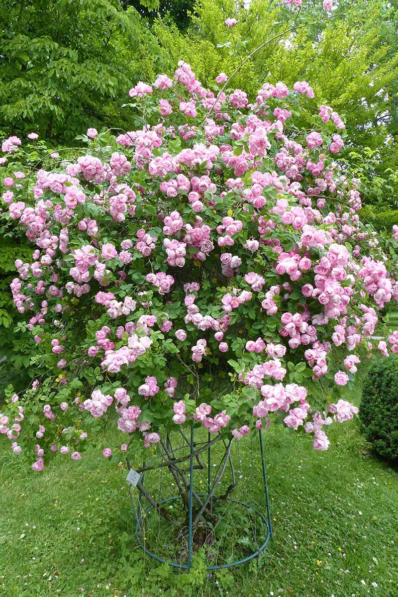 Una imagen vertical de cerca de una rosa trepadora que crece en el jardín cubierta de una gran cantidad de flores rosas.