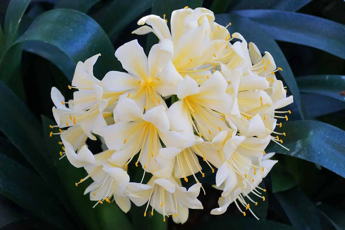 Una imagen horizontal de primer plano de flores de clivia de color crema amarillento claro con follaje en un enfoque suave en el fondo.