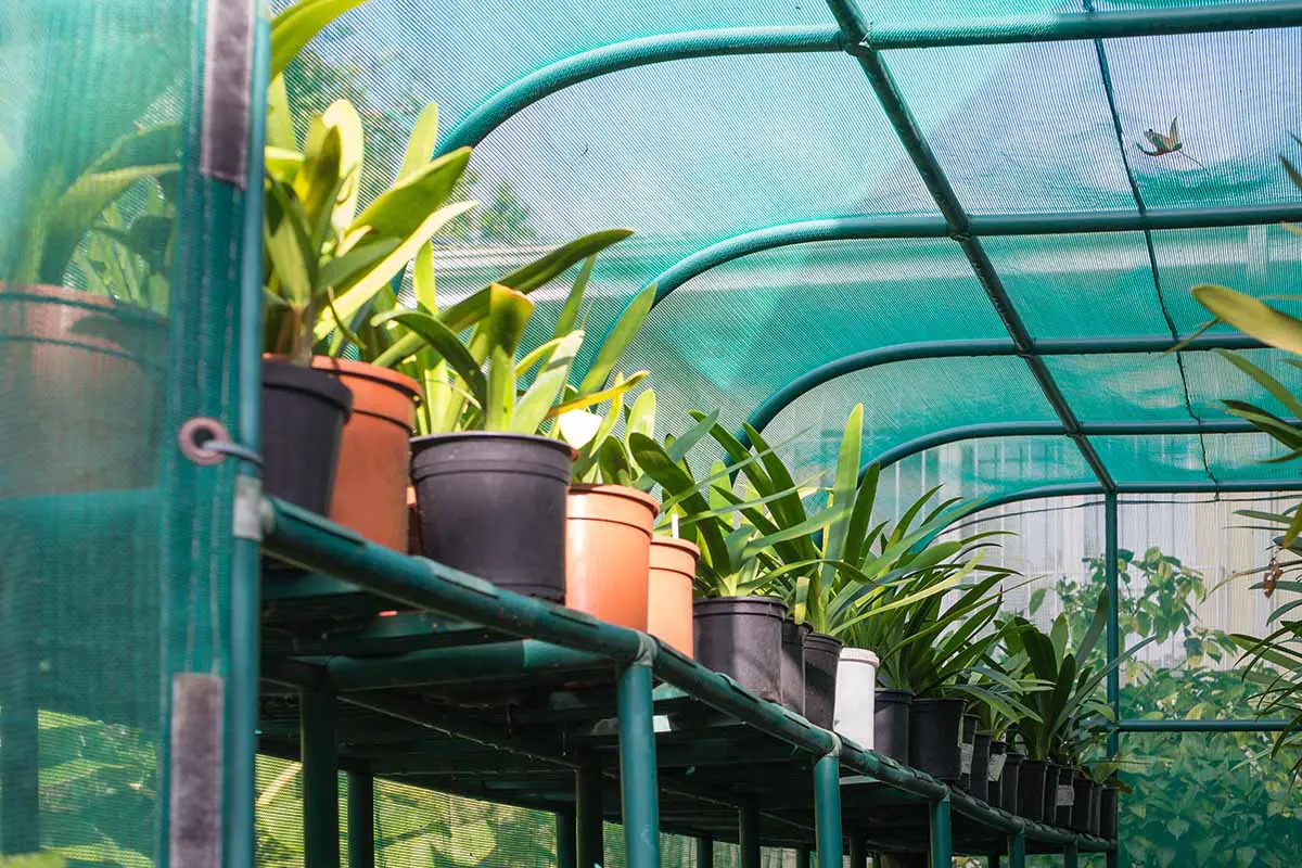 Una imagen horizontal de plantas en macetas que crecen en una casa de sombra.