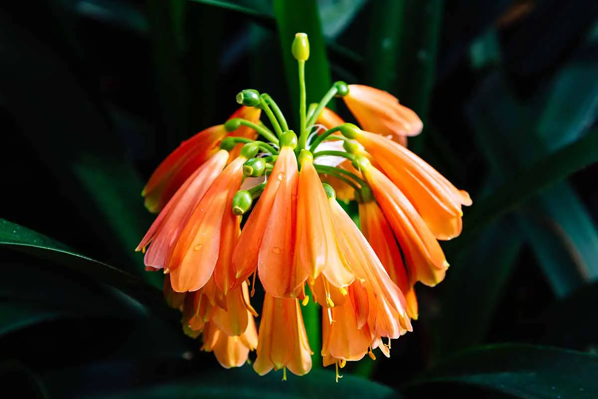 Una imagen horizontal de cerca de una flor de Clivia nobilis representada en un fondo oscuro.