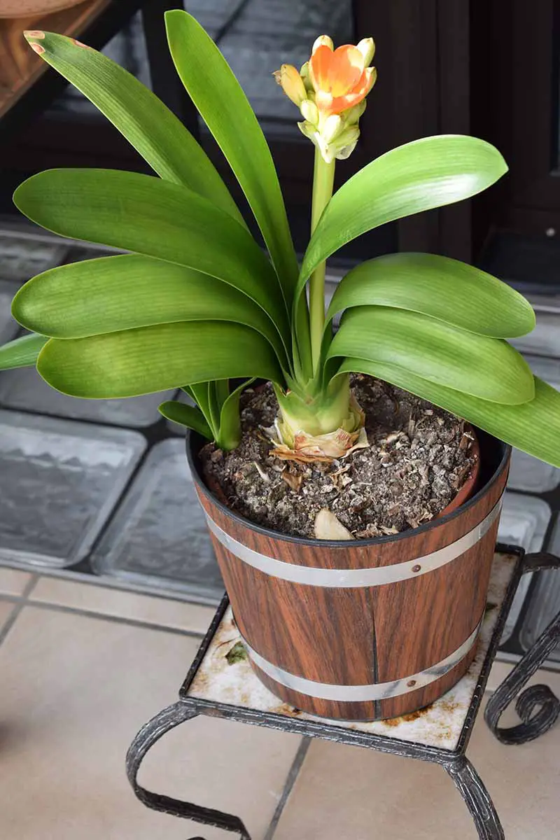 Una imagen vertical de cerca de una planta de clivia que crece en una maceta poco antes de florecer.