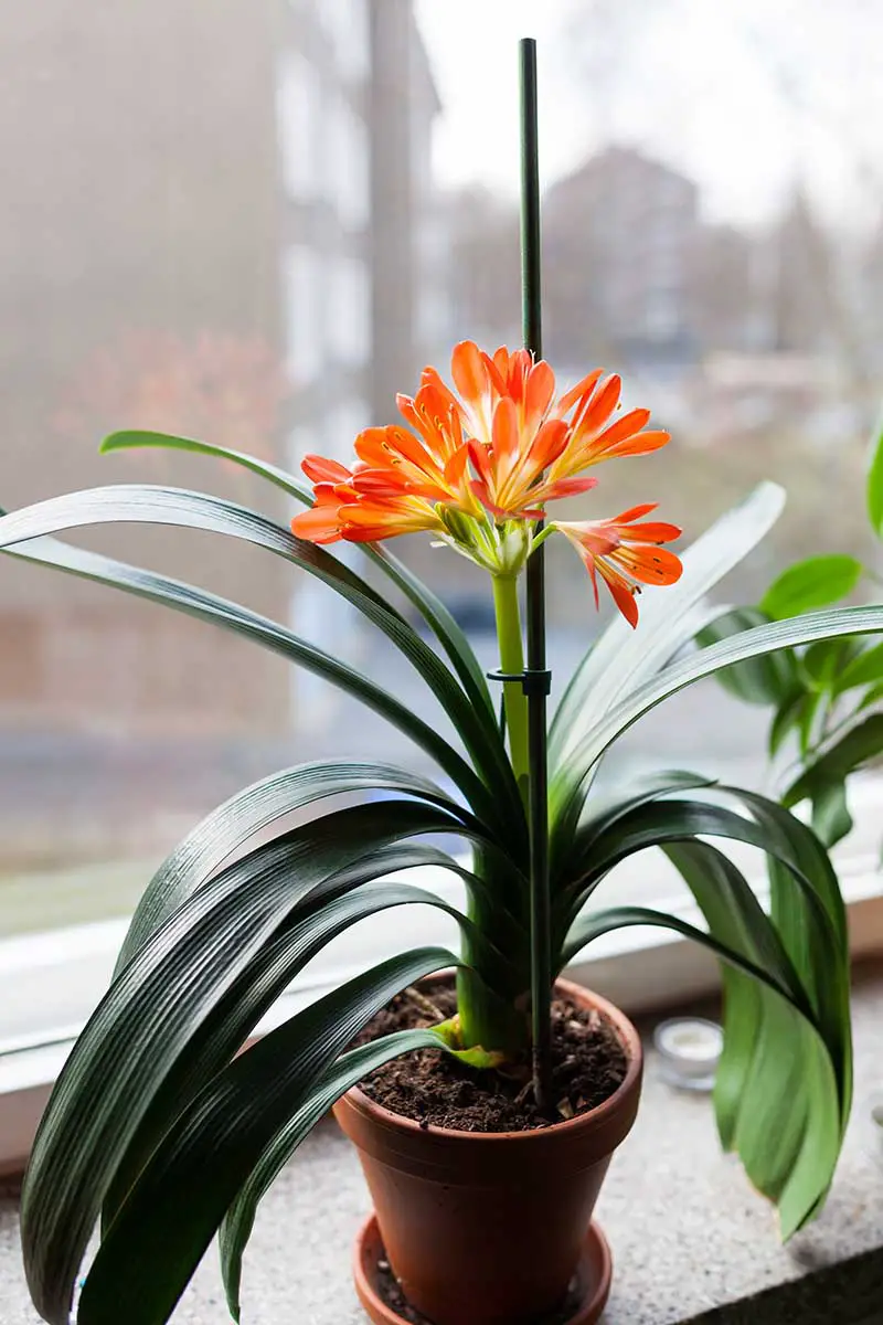 Una imagen vertical de cerca de una flor de clivia de color naranja rojizo que crece en una maceta colocada en un alféizar.