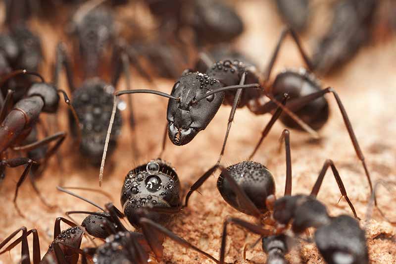 Un primer plano de grandes hormigas carpinteras negras sobre un fondo de enfoque suave.