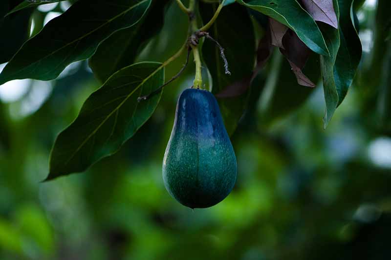 Un primer plano de una fruta de aguacate con piel de color verde oscuro, casi negra, colgando de una rama con hojas de color verde oscuro sobre un fondo verde de enfoque suave.