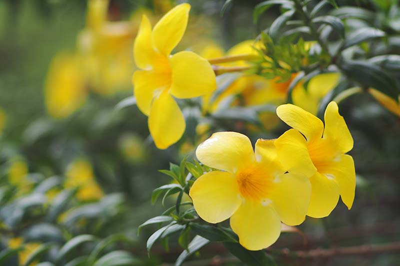 Un primer plano de las flores amarillas brillantes de la vid de jessamine de Carolina representada a la luz del sol, rodeada de follaje verde sobre un fondo de enfoque suave.