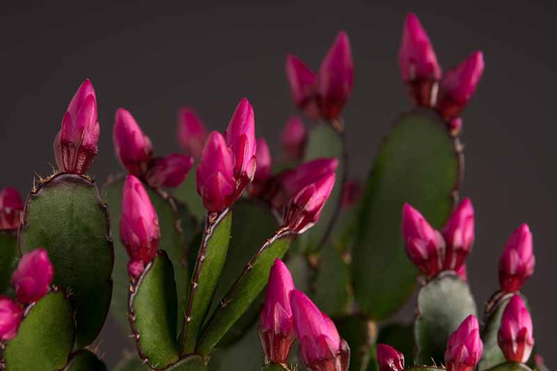 Un primer plano de las puntas de los tallos de una planta de cactus de Navidad, con pequeños capullos de flores rojas en el extremo de cada uno, con una luz suave sobre un fondo oscuro.