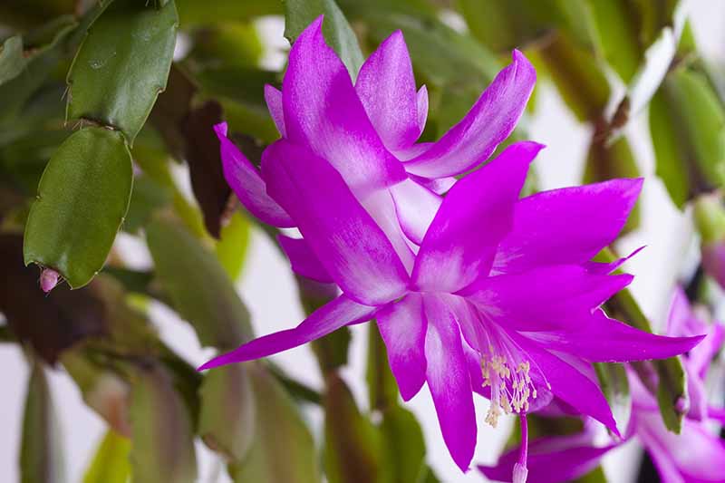 Un primer plano de una flor de cactus de Navidad púrpura y blanca con los tallos en el fondo desvaneciéndose a un enfoque suave.