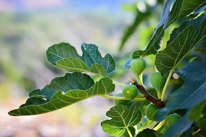 Un primer plano de fruta verde claro en una higuera, que contrasta con las hojas verde oscuro y el tallo marrón, sobre un fondo de enfoque suave.