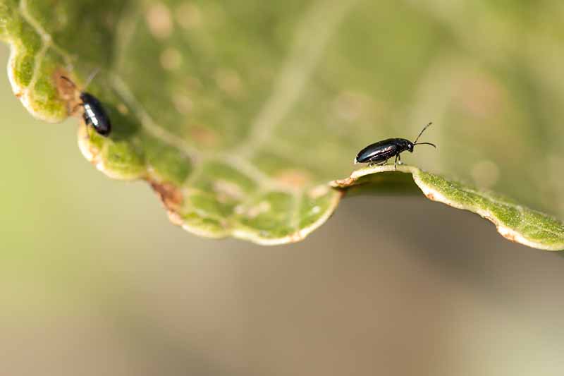 Un primer plano de dos escarabajos de pulgas negros en el borde de una hoja, las áreas marrones muestran dónde han causado algún daño a la planta.  El fondo se desvanece a un enfoque suave.