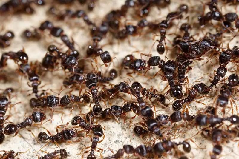 Un primer plano de un gran número de hormigas de color oscuro sobre una superficie de color claro.