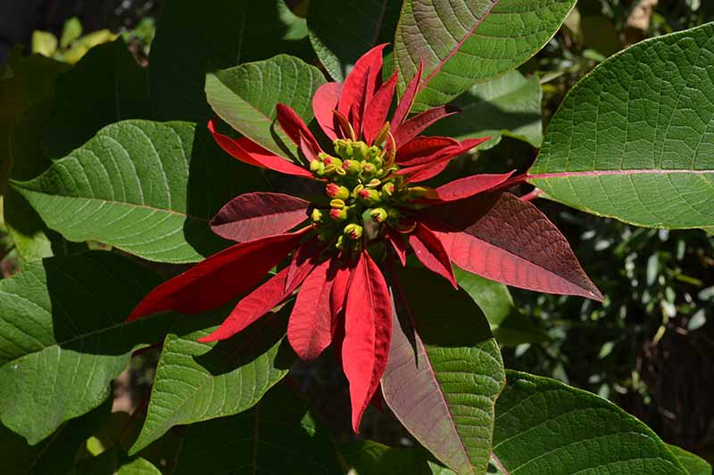 Una imagen de arriba hacia abajo de una planta de poinsettia con flores pequeñas que comienzan a desarrollar las brácteas de color rojo brillante, a la luz del sol.