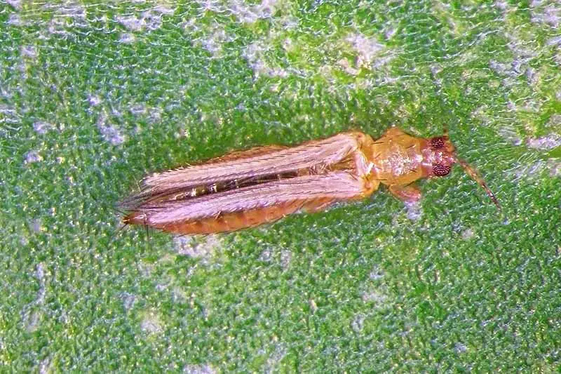 Una imagen de cerca de un pequeño trips en una hoja.  El insecto es de color marrón translúcido, con las alas plegadas, y la hoja de atrás tiene una textura verde y tiene algunas manchas grises donde se ha producido daño.