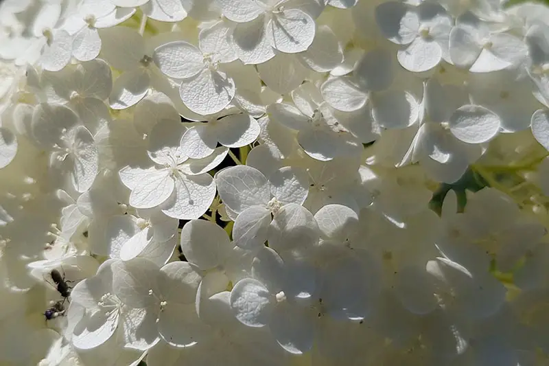 Una imagen horizontal de cerca de una flor blanca representada a la luz del sol.