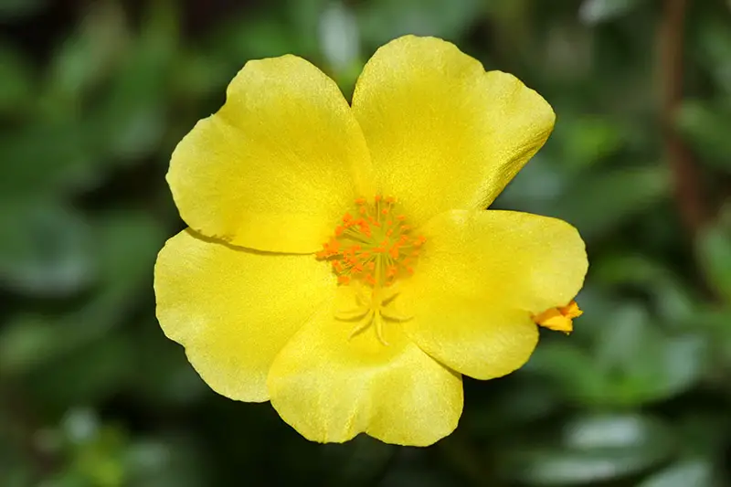Un primer plano de una flor amarilla brillante de Portulaca oleracea representada en un sol brillante sobre un fondo de enfoque suave.