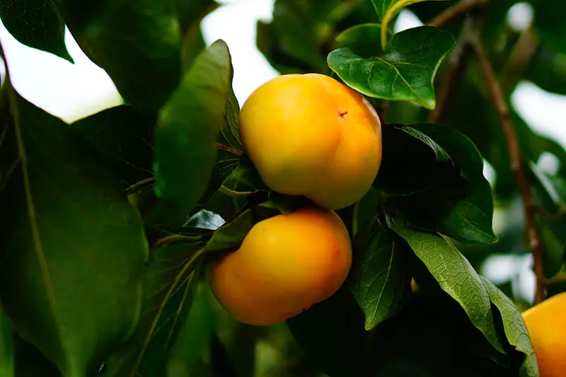 Una imagen horizontal de primer plano de caquis americanos de color naranja brillante que crecen en la rama, rodeados de follaje fotografiado con luz solar filtrada en un fondo de enfoque suave.