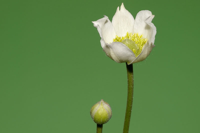 Una imagen horizontal de primer plano de una flor y un capullo de Anemone cylindrica aislado en un fondo verde.