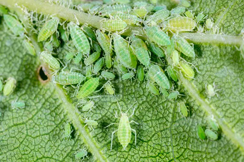 Una imagen de primer plano que muestra una hoja verde con venas de color verde claro cubiertas de pequeños pulgones.