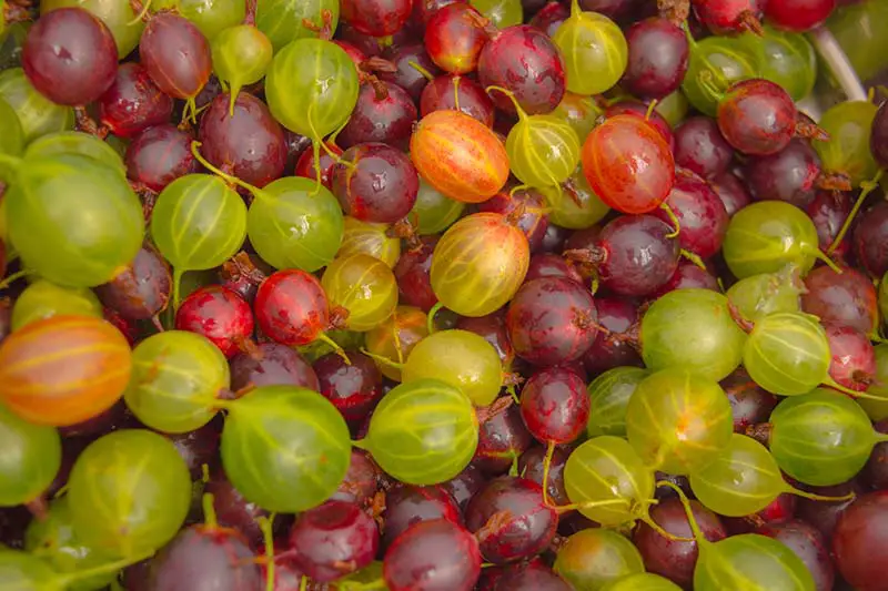 Un primer plano de grosellas recién cosechadas en una variedad de colores, incluidos rojo, verde, rosa y amarillo.