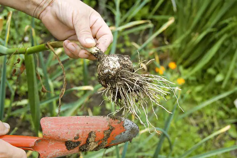 Una mano de la izquierda del marco sostiene un bulbo de ajo recién sacado del jardín.  La tierra y las raíces todavía están adheridas y en la otra mano se sostiene una pala de jardín naranja.  El fondo es vegetación verde con un enfoque suave.