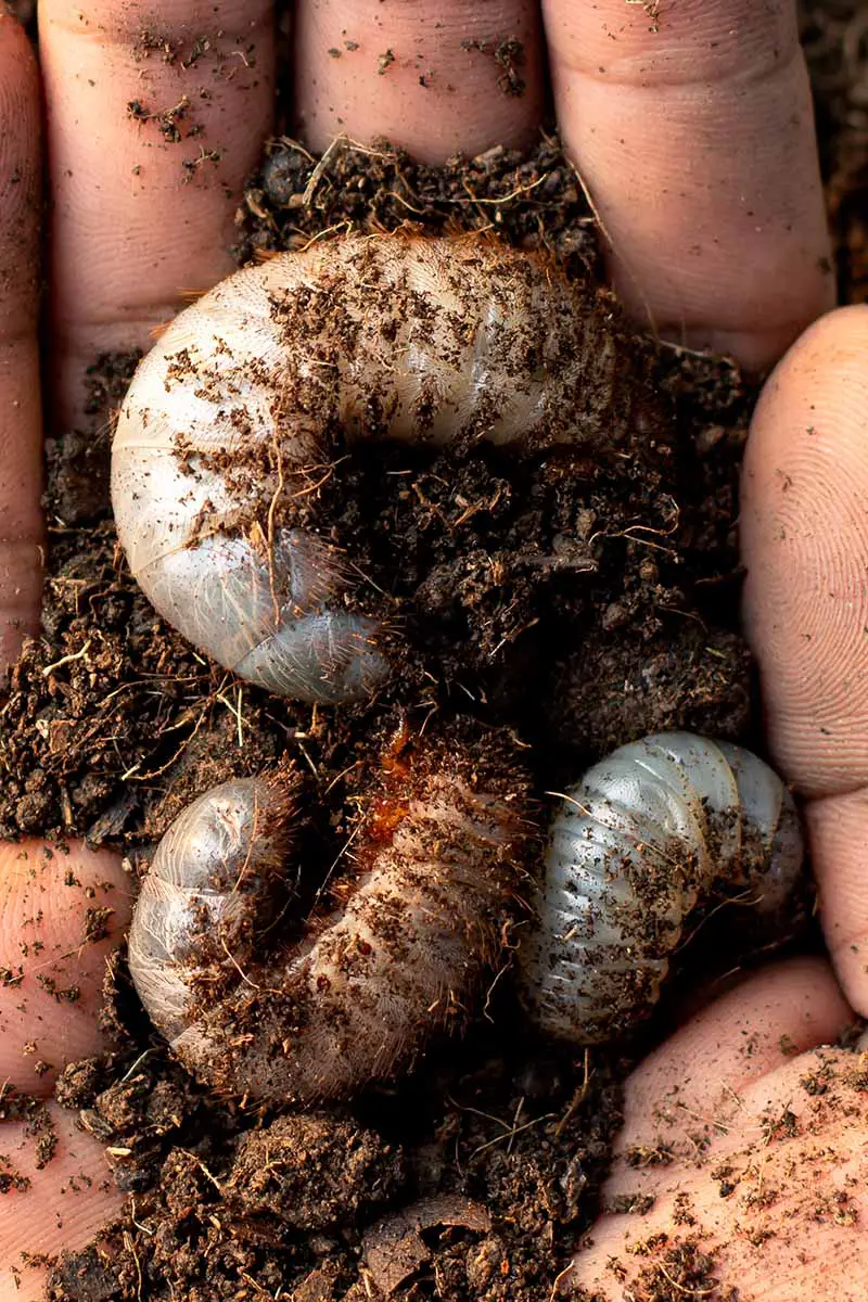 Una imagen vertical de cerca de una mano sosteniendo larvas antiestéticas y dañinas excavadas en el suelo del jardín.