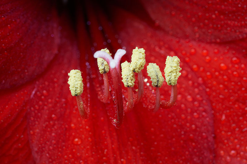 Una imagen macro de primer plano del interior de una flor de Hippeastrum, que muestra el polen en las anteras y el estambre en el centro.