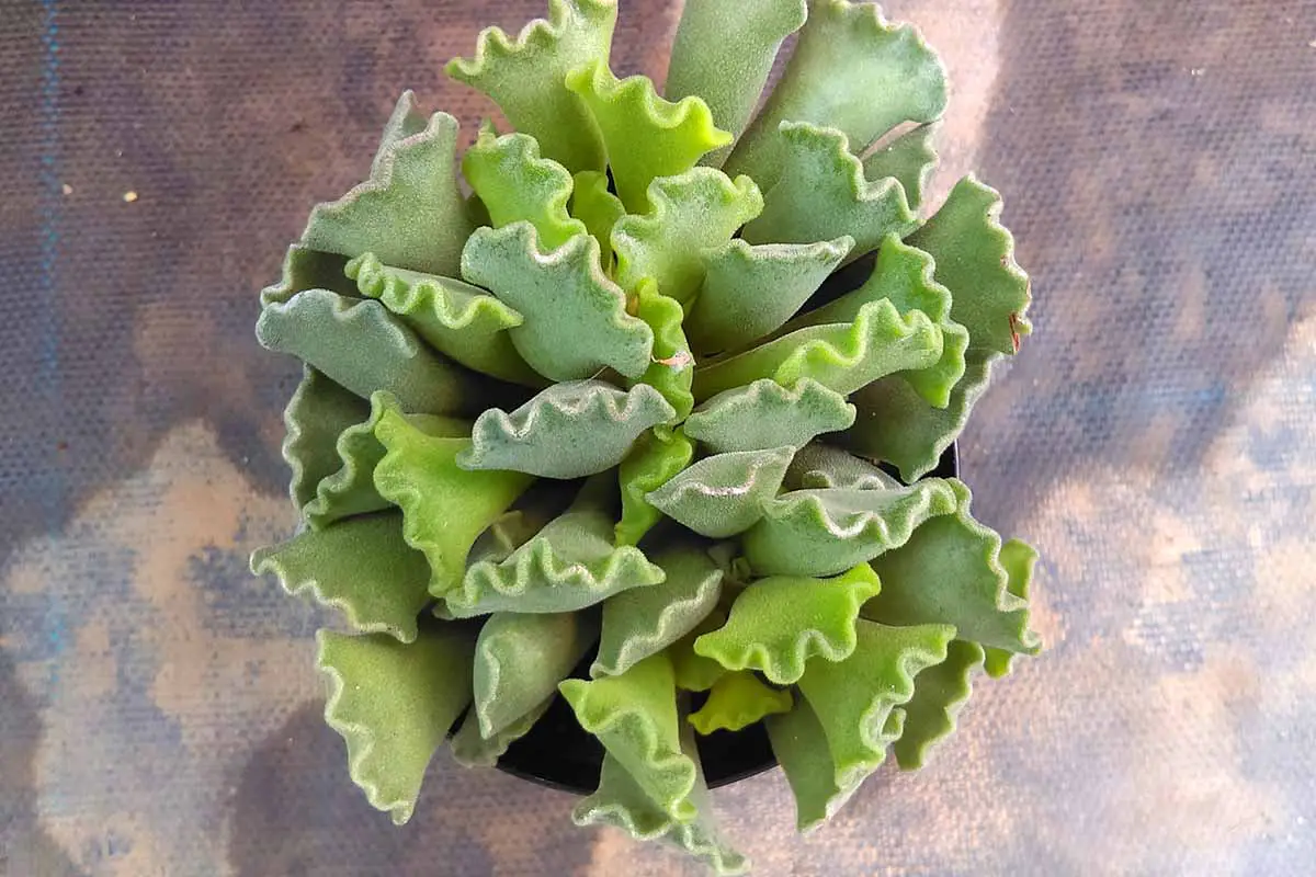 Una imagen horizontal de primer plano de una planta de tarta de lima (Adromischus cristatus) que crece en una maceta.