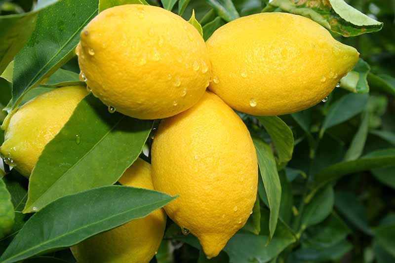 Un primer plano de frutos maduros de limón amarillo en la planta con hojas de color verde oscuro que los rodean y en el fondo.