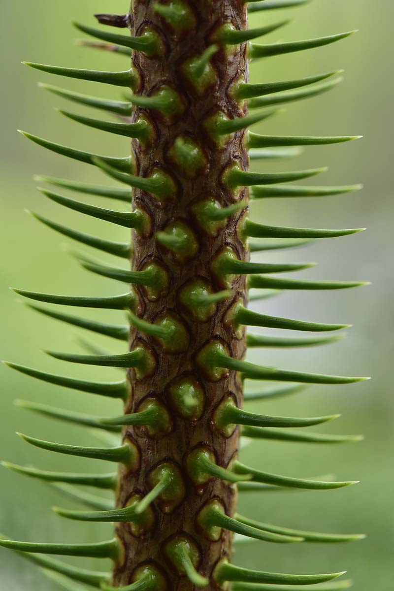 Una imagen vertical de cerca de los tallos de un árbol Araucaria heterophylla con espinas cortas y verdes, representada en un fondo de enfoque suave.
