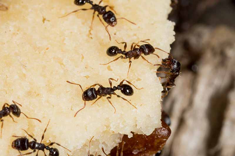Un primer plano de hormigas de pavimento de color marrón oscuro que se alimentan de un gran trozo de cebo blanco.  El fondo oscuro se desvanece a un enfoque suave.