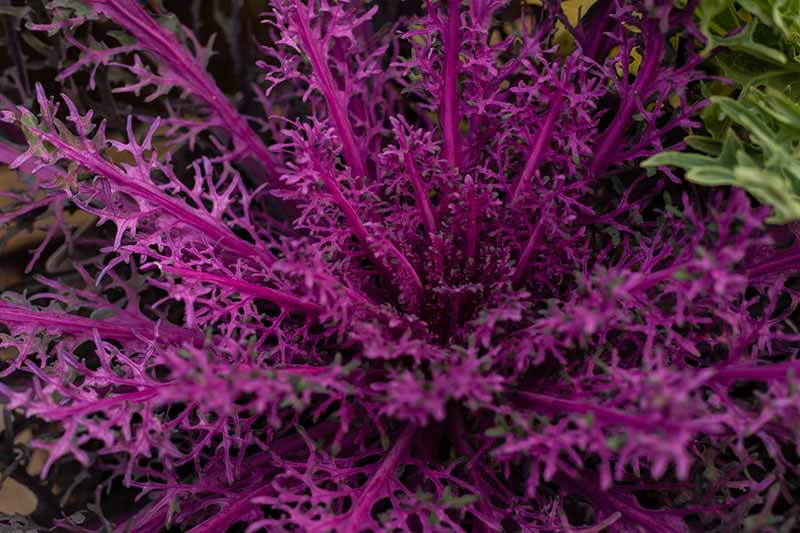 Un primer plano de arriba hacia abajo de una Brassica oleracea con flores de color púrpura intenso con delicadas hojas con volantes y tallos robustos.