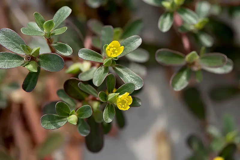 Un primer plano de las suculentas hojas verdes y pequeñas flores amarillas de Portaluca oleracea a la luz del sol sobre un fondo de enfoque suave.