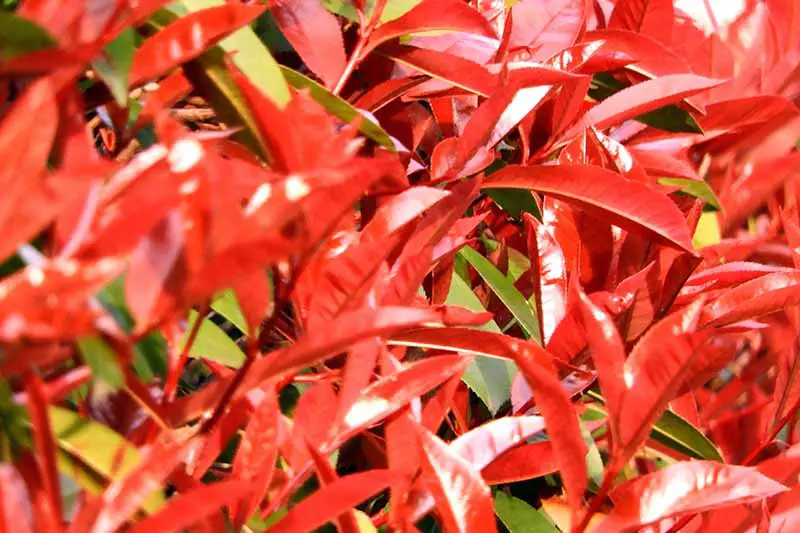Una imagen horizontal de primer plano de follaje rojo vibrante fotografiado bajo un sol brillante.