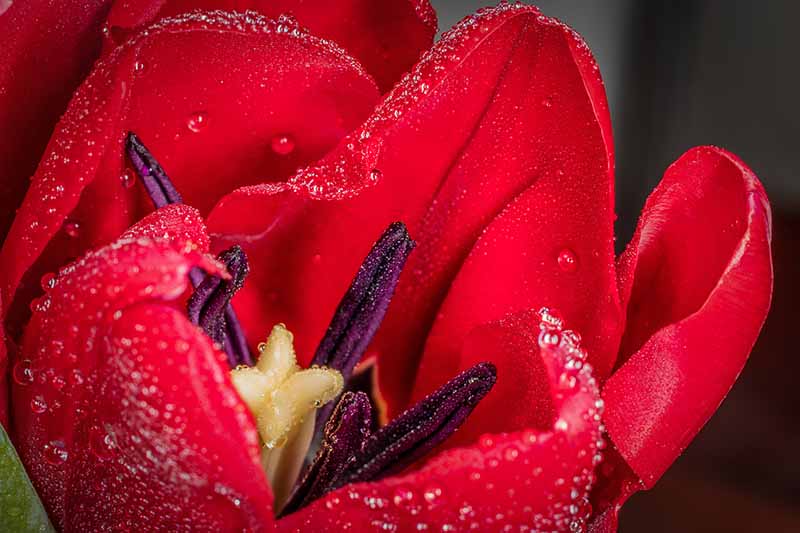 Un primer plano de una flor de tulipán rojo brillante que muestra el estambre púrpura interior, los pétalos están cubiertos de gotas de agua ligeras, sobre un fondo oscuro.