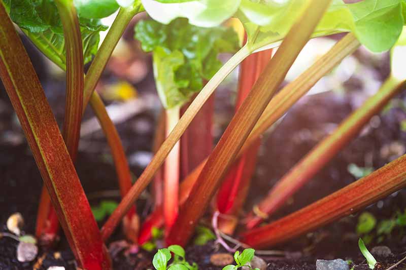 Un primer plano de los tallos rojos de la planta de ruibarbo que crece en el jardín, con follaje verde brillante sobre un fondo de enfoque suave.
