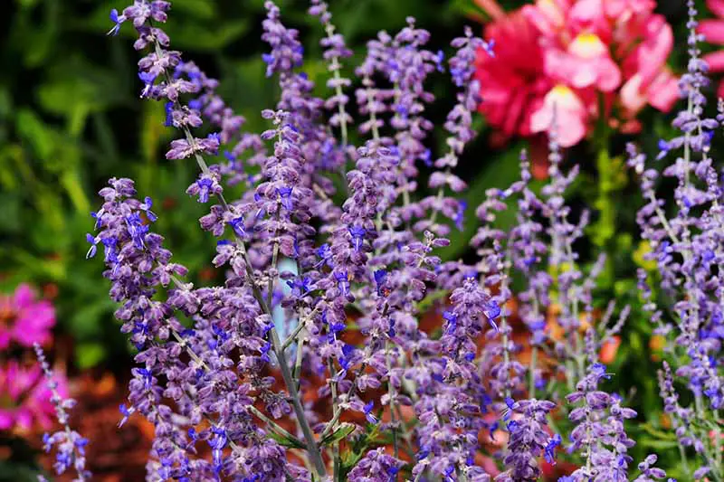 Una imagen horizontal de primer plano de flores azules y púrpuras brillantes que crecen en el jardín en un fondo de enfoque suave.