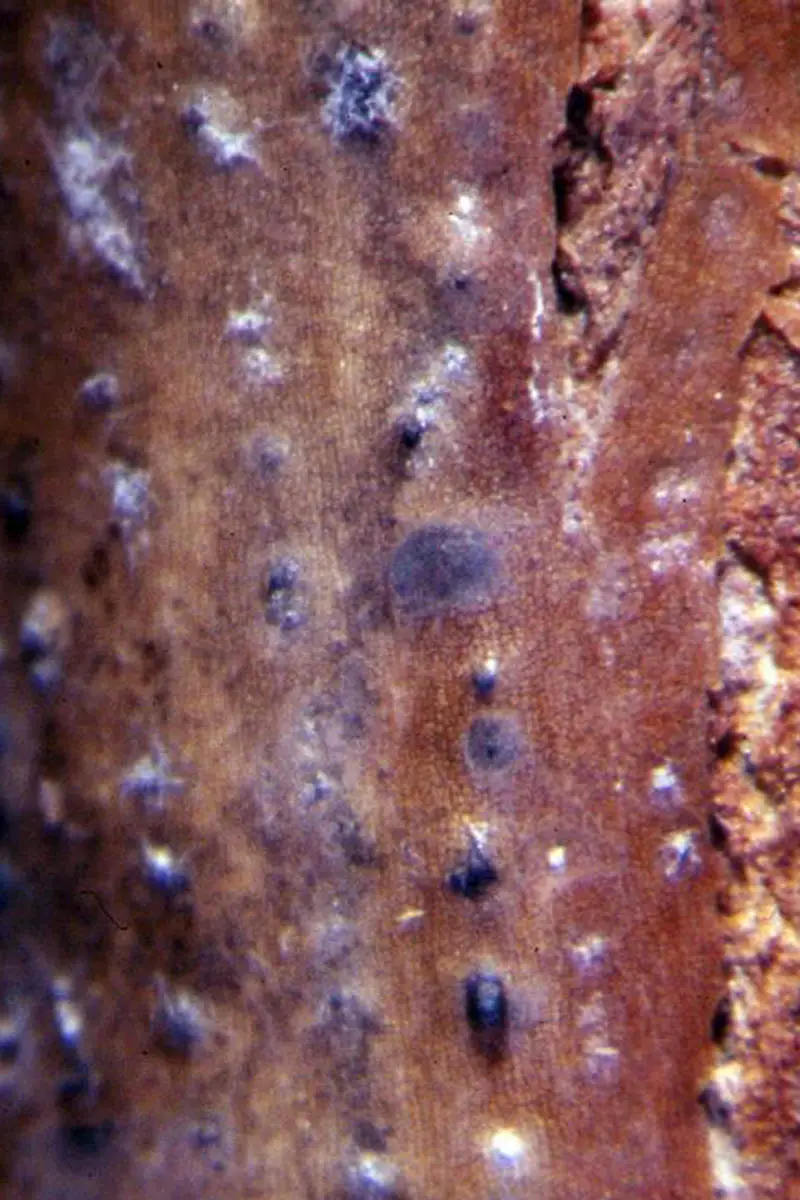 Una imagen vertical que muestra un primer plano de un devastador cancro en el tallo.