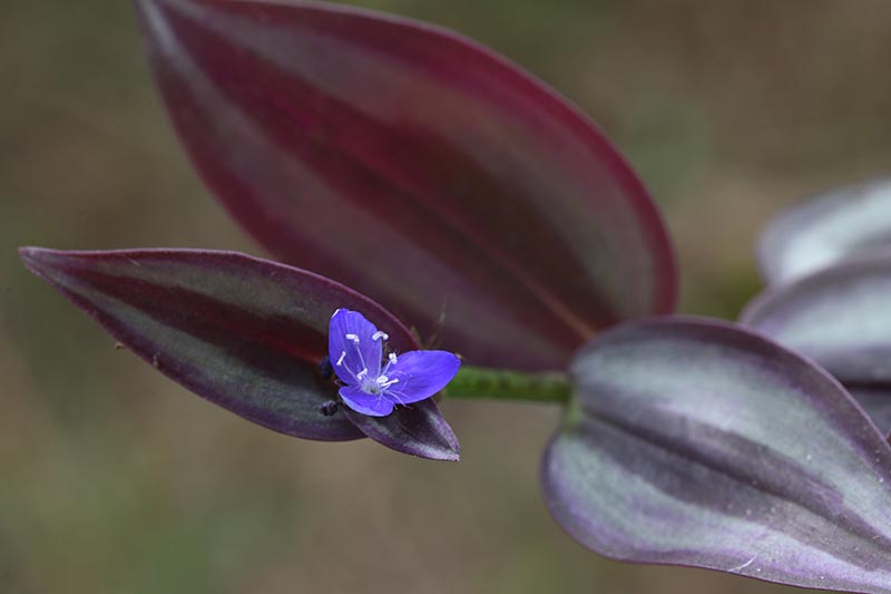 Una imagen horizontal de primer plano de una planta de follaje con una pequeña flor azul, representada en un fondo de enfoque suave.