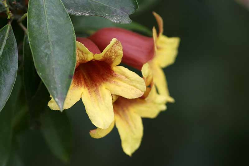 Un primer plano de las flores en forma de trompeta, rojas y amarillas de la vid cruzada, Bignonia capreolata, flanqueadas por follaje verde oscuro sobre un fondo de enfoque suave.
